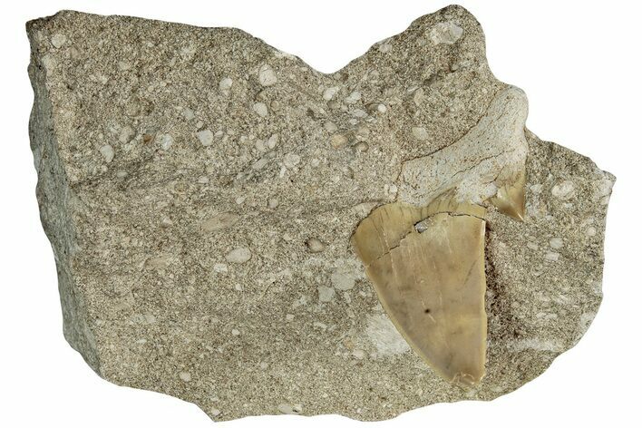 Otodus Shark Tooth Fossil in Rock - Morocco #230937